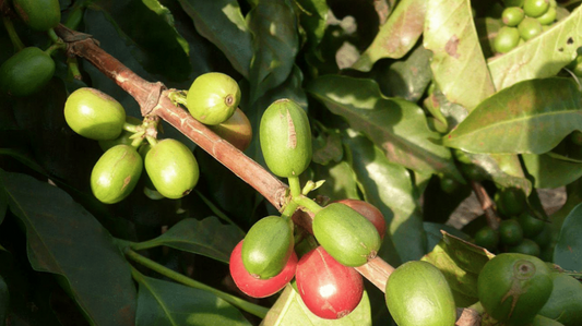 Close-up of green and red coffee cherries growing on a branch in Tanzania, surrounded by lush green leaves.