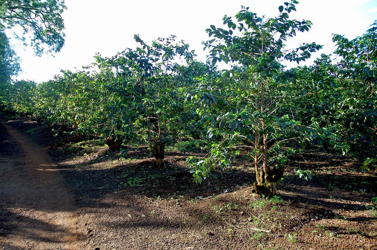 Kenya Coffee Bean Farm