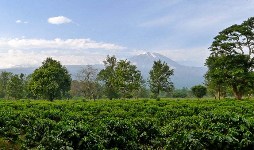 Tanzanin Peaberry Farm near Mt. Kilimanjaro