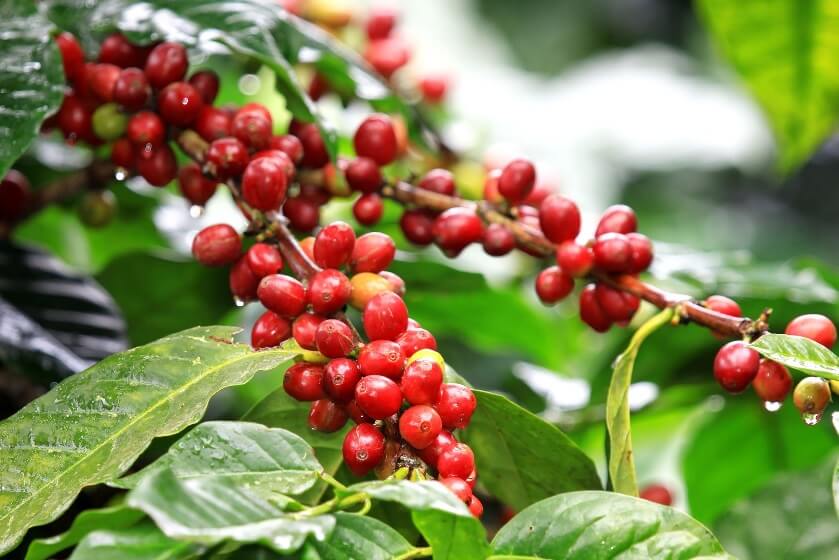 Coffee Bean Plant