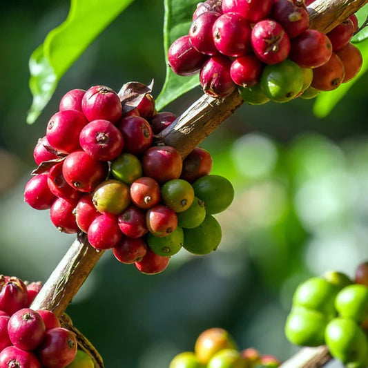 Coffee Bean Tree