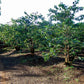 Kenya Coffee Bean Farm