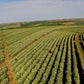 View of a Daterra Sweet Yellow Craft Coffee Farm