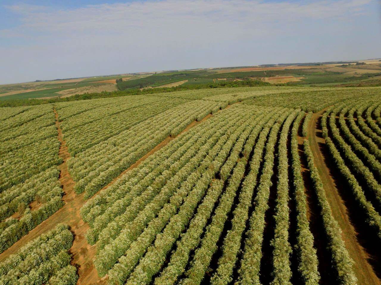 View of a Daterra Sweet Yellow Craft Coffee Farm