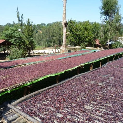 A farm where Ethiopia Yirgacheffe craft coffee beans are grown.
