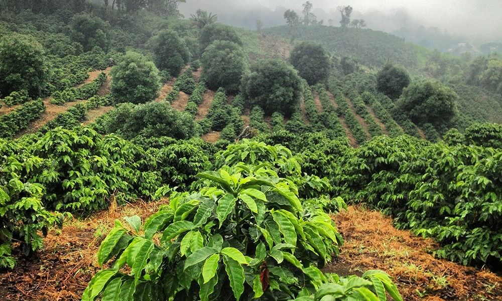 Picture of a farm that grows Tarrazu Craft Coffee Beans